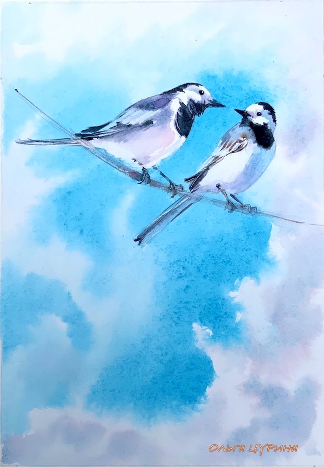 3.1 Трясогузки